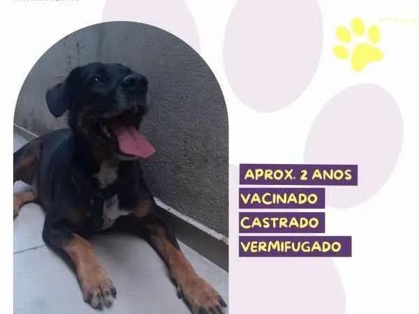 Cachorro ra a SRD-ViraLata idade 1 ano nome Gigante Emilio