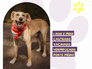 Cachorro raça SRD-ViraLata idade 2 a 6 meses nome Lyon