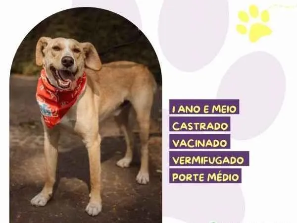 Cachorro ra a SRD-ViraLata idade 2 a 6 meses nome Lyon