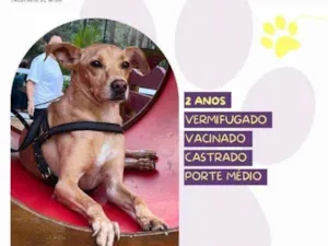 Cachorro raça SRD-ViraLata idade 1 ano nome Start