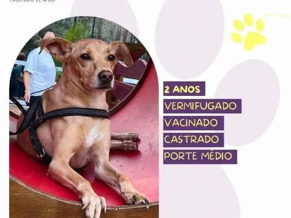 Cachorro ra a SRD-ViraLata idade 1 ano nome Start