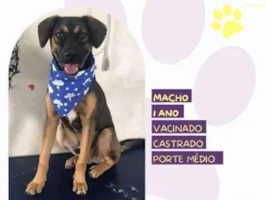 Cachorro raça SRD-ViraLata idade 1 ano nome Duquesinho