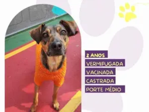 Cachorro raça SRD-ViraLata idade 1 ano nome Maraisa