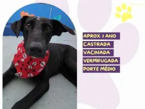 Cachorro raça SRD-ViraLata idade 1 ano nome Kika