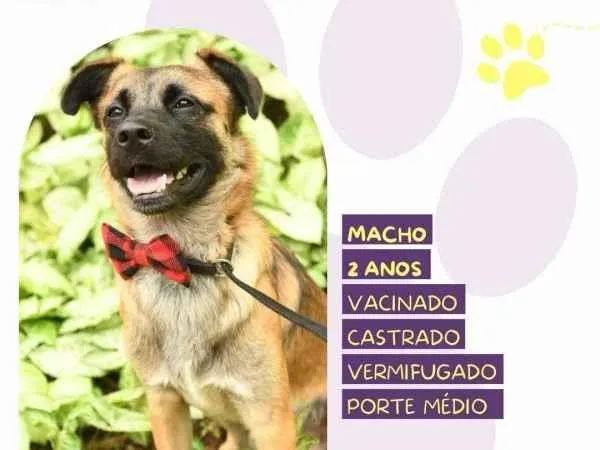 Cachorro ra a SRD-ViraLata idade 1 ano nome Pudim