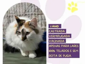 Gato raça SRD-ViraLata idade 1 ano nome Duda