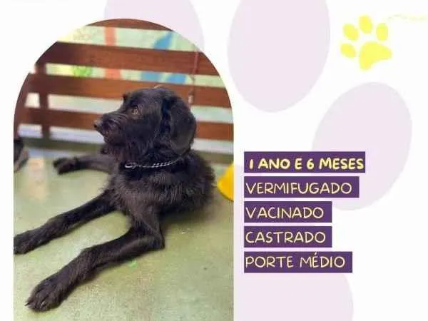 Cachorro ra a SRD-ViraLata idade 1 ano nome Nick