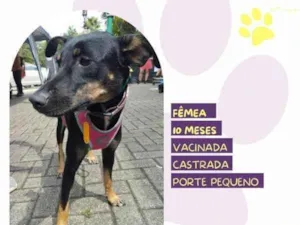 Cachorro raça SRD-ViraLata idade 1 ano nome Meg