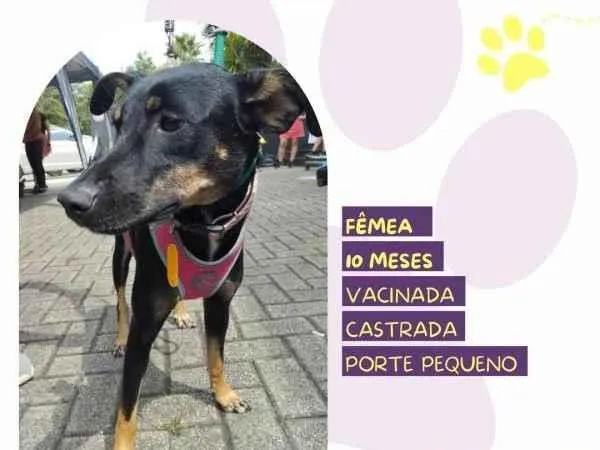 Cachorro ra a SRD-ViraLata idade 1 ano nome Meg