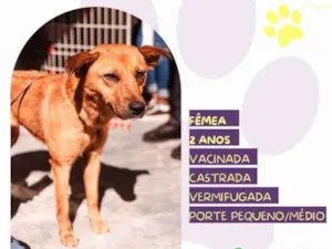 Cachorro raça SRD-ViraLata idade 1 ano nome Luana