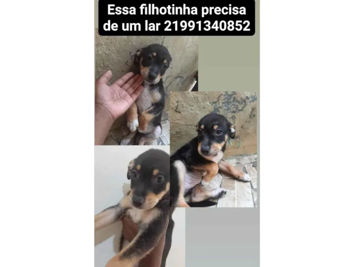 Cachorro ra a SRD-ViraLata idade 2 a 6 meses nome Pretinha