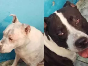 Cachorro raça Pit-Bull idade 6 ou mais anos nome Caroline melo 