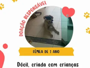 Cachorro raça SRD-ViraLata idade 1 ano nome Jhessy