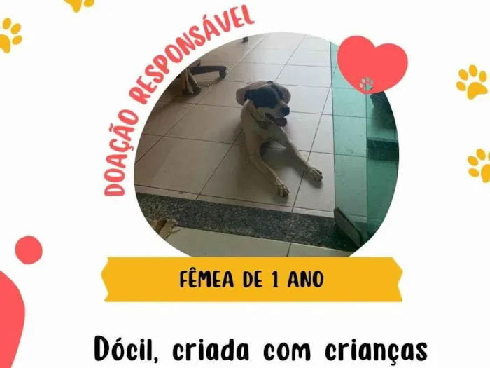 Cachorro ra a SRD-ViraLata idade 1 ano nome Jhessy