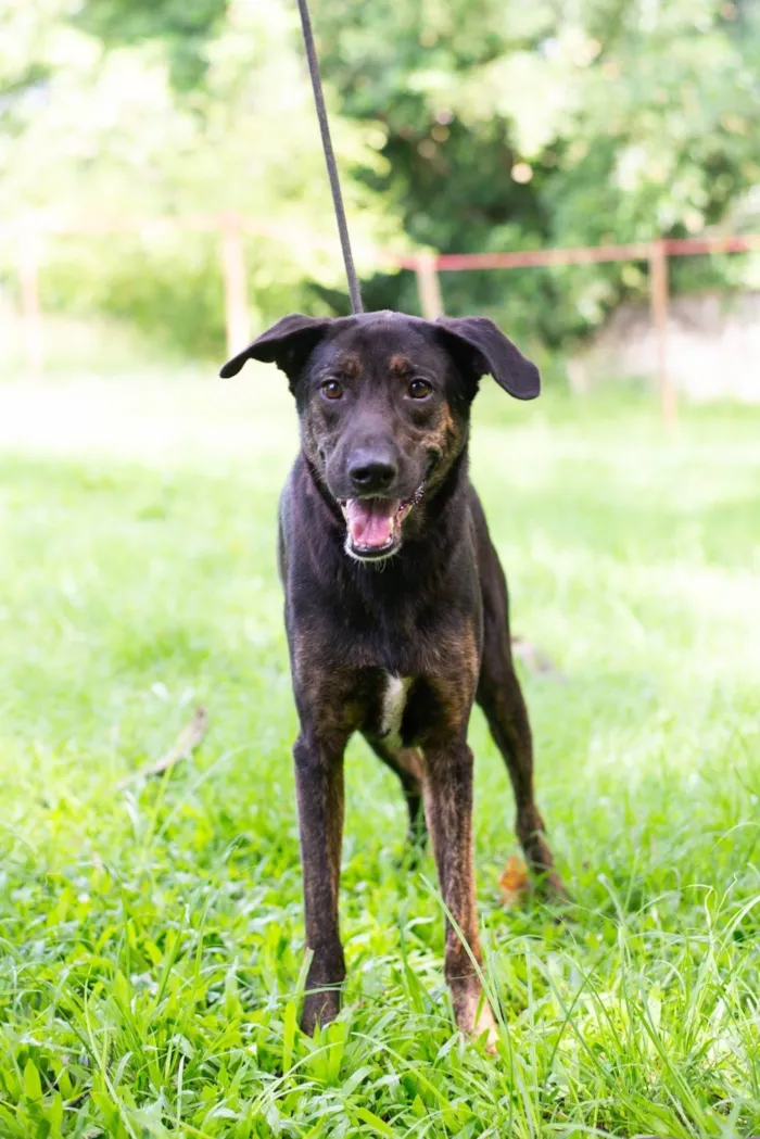 Cachorro ra a SRD-ViraLata idade 4 anos nome Dylan