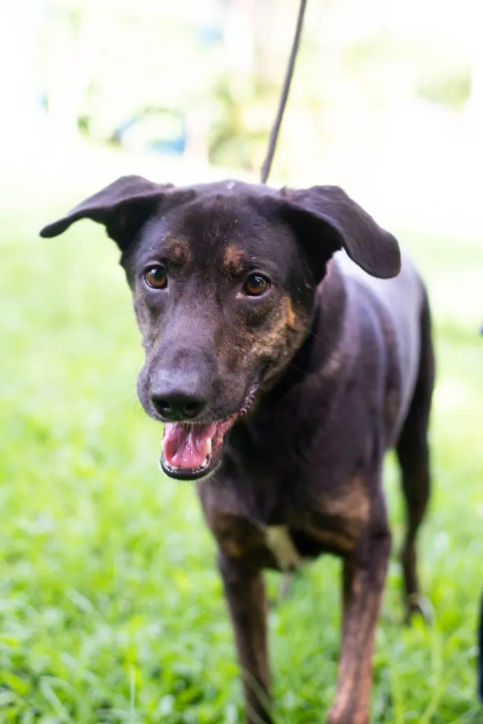 Cachorro ra a SRD-ViraLata idade 4 anos nome Dylan