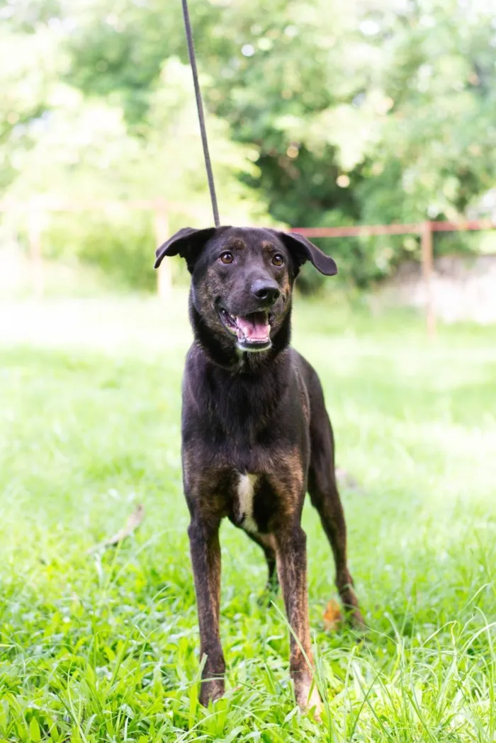 Cachorro ra a SRD-ViraLata idade 4 anos nome Dylan