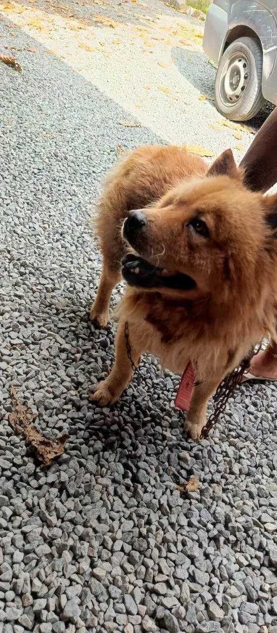 Cachorro ra a Chow Chow idade 2 anos nome Urso