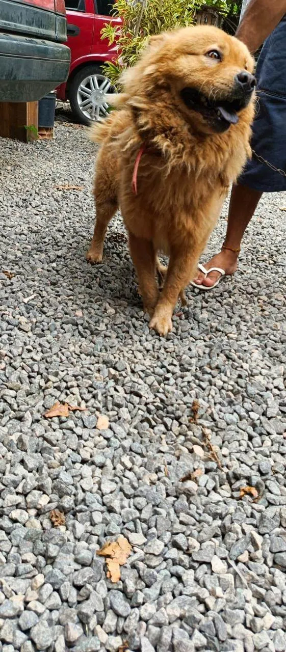 Cachorro ra a Chow Chow idade 2 anos nome Urso