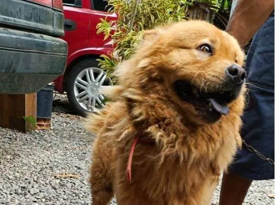 Cachorro ra a Chow Chow idade 2 anos nome Urso