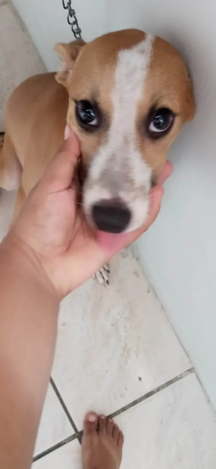 Cachorro ra a SRD-ViraLata idade 2 a 6 meses nome Zoe