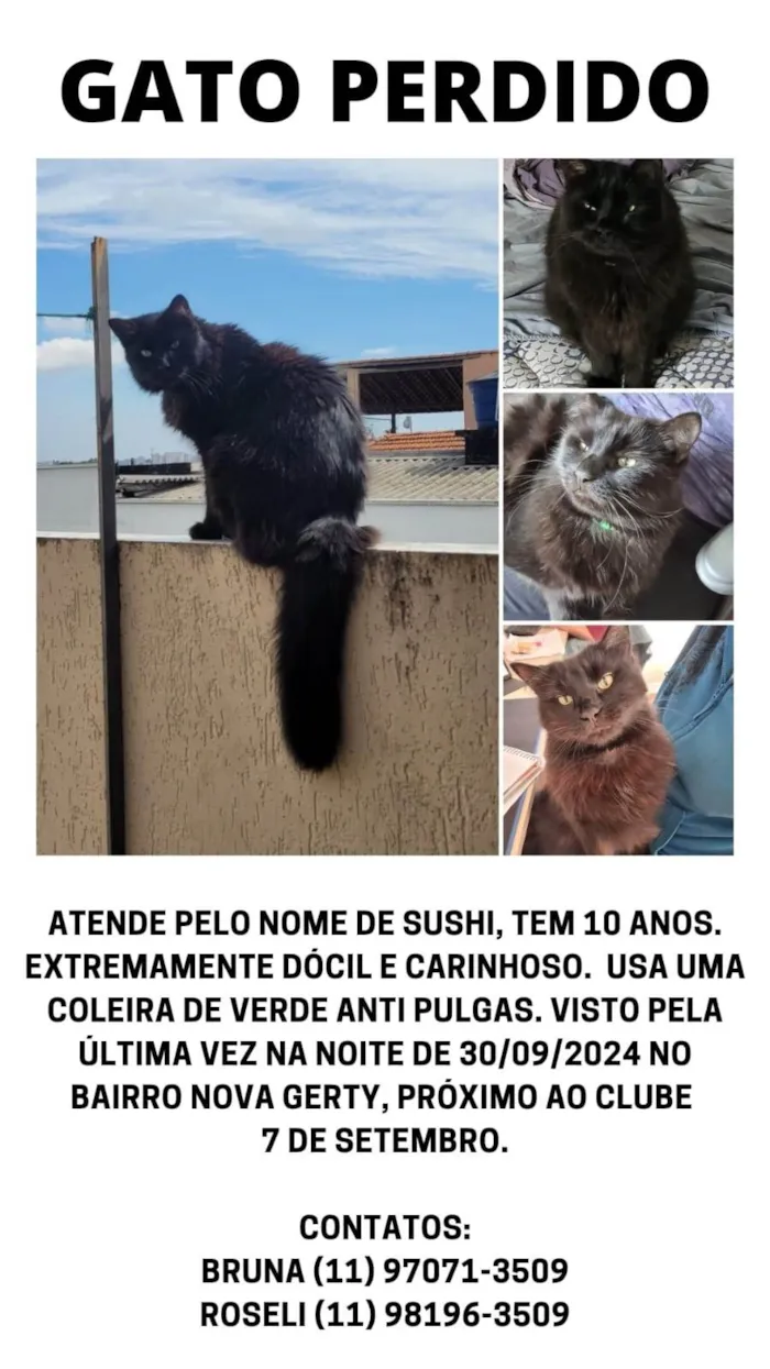 Gato ra a SRD-ViraLata idade 6 ou mais anos nome SUSHI