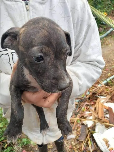 Cachorro ra a SRD-ViraLata idade 2 a 6 meses nome Cacau