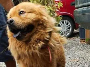 Cachorro raça Chow Chow idade 2 anos nome Urso