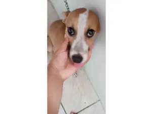 Cachorro raça SRD-ViraLata idade 2 a 6 meses nome Zoe