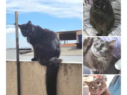 Gato raça SRD-ViraLata idade 6 ou mais anos nome SUSHI