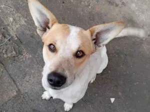 Cachorro raça SRD-ViraLata idade 2 anos nome Costelinha