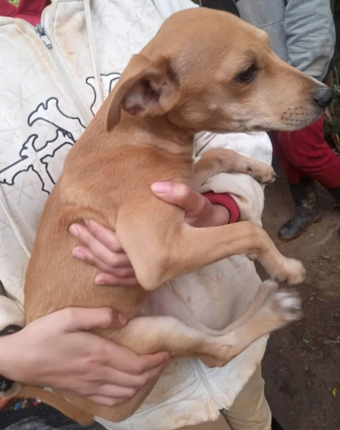 Cachorro ra a SRD-ViraLata idade 2 a 6 meses nome Mel