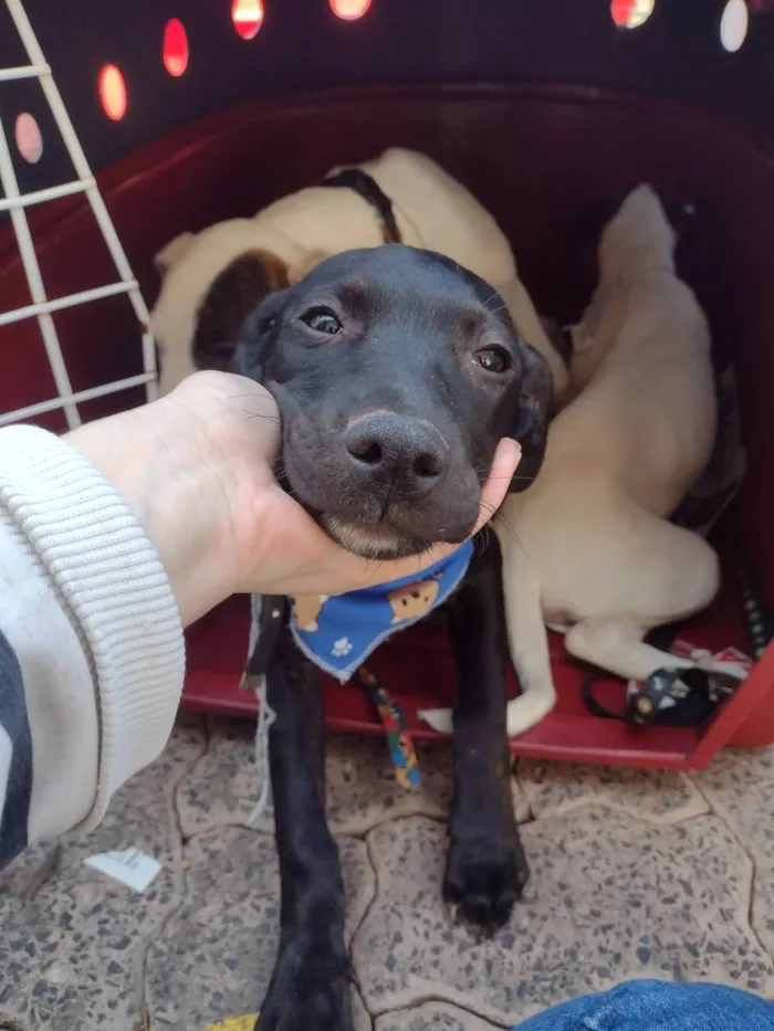 Cachorro ra a SRD-ViraLata idade 2 a 6 meses nome Lua