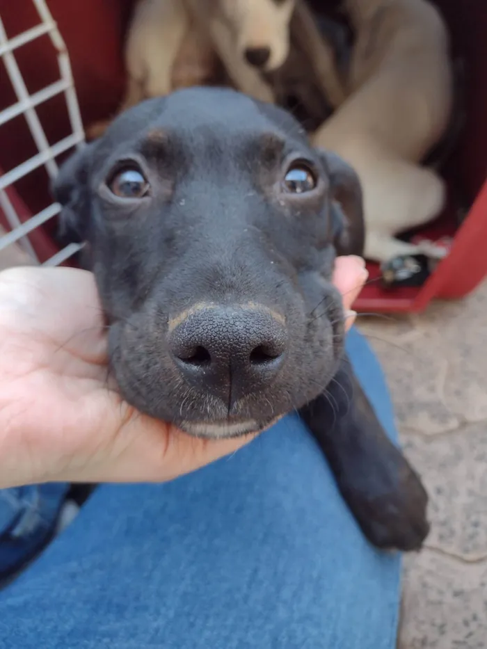 Cachorro ra a SRD-ViraLata idade 2 a 6 meses nome Lua