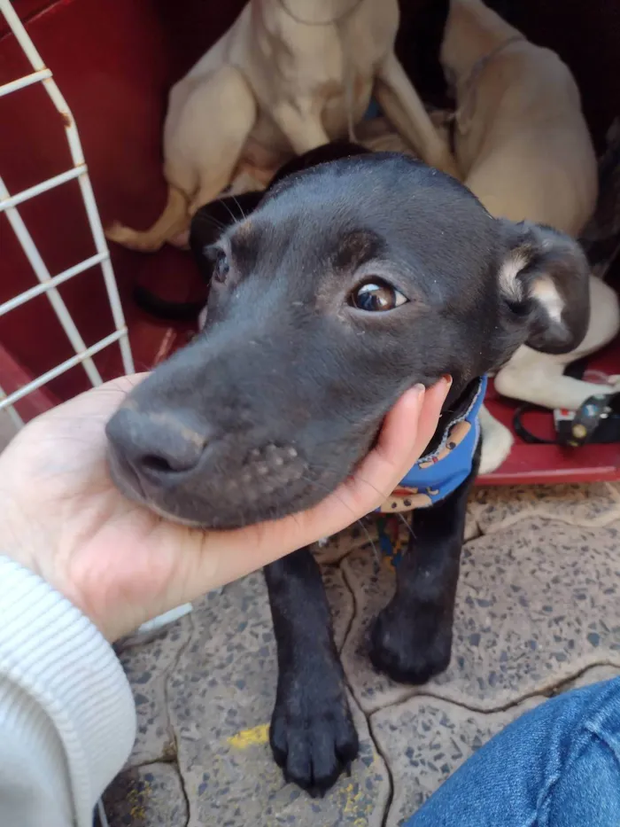 Cachorro ra a SRD-ViraLata idade 2 a 6 meses nome Lua