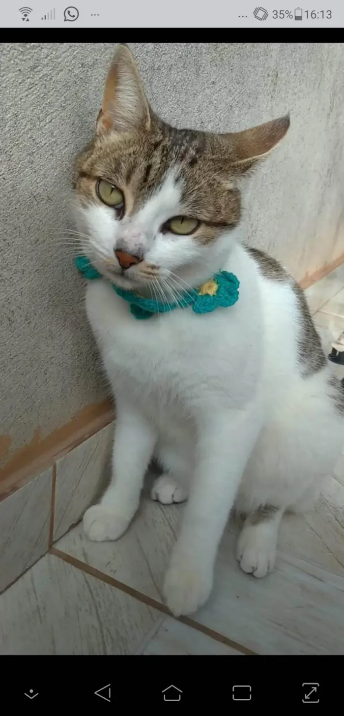 Gato ra a SRD-ViraLata idade 2 anos nome Íris