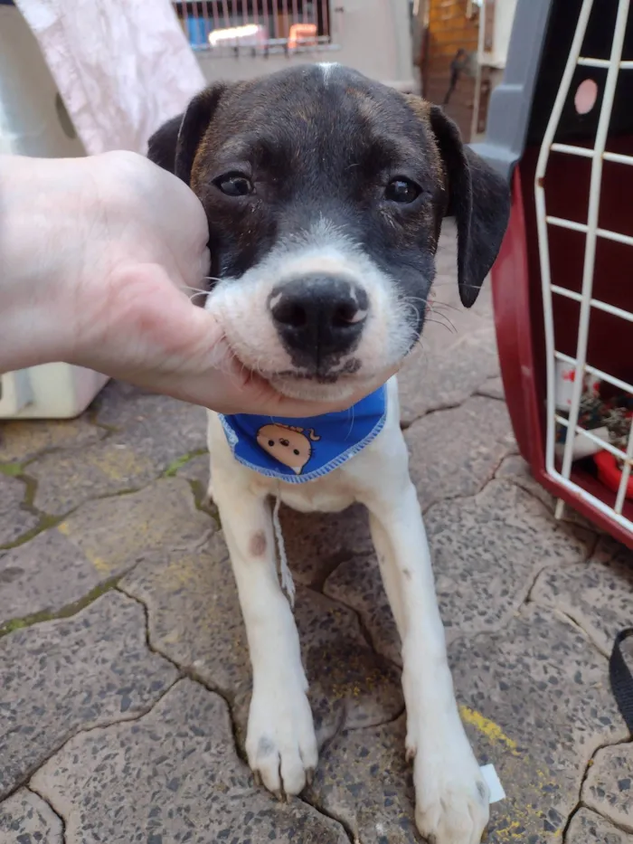 Cachorro ra a SRD-ViraLata idade 2 a 6 meses nome Mascara