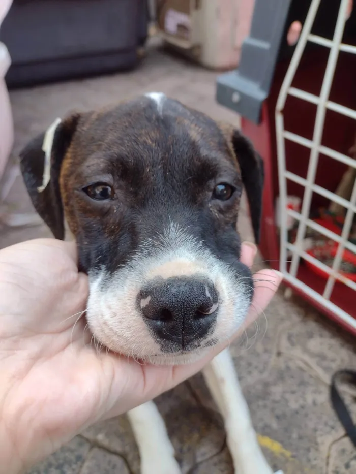 Cachorro ra a SRD-ViraLata idade 2 a 6 meses nome Mascara