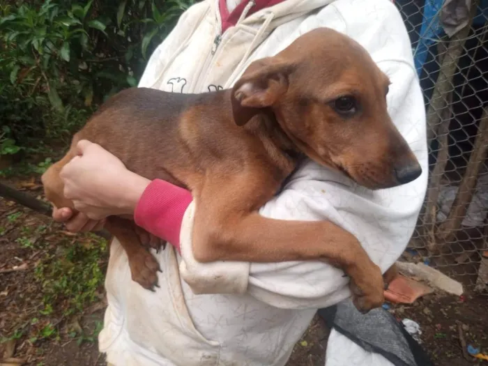 Cachorro ra a SRD-ViraLata idade 2 a 6 meses nome Madruguinha