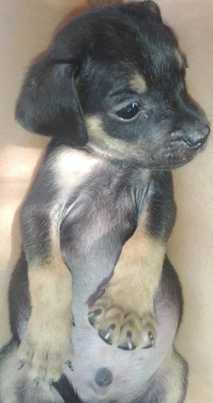 Cachorro ra a SRD-ViraLata idade Abaixo de 2 meses nome São 6 filhotes 