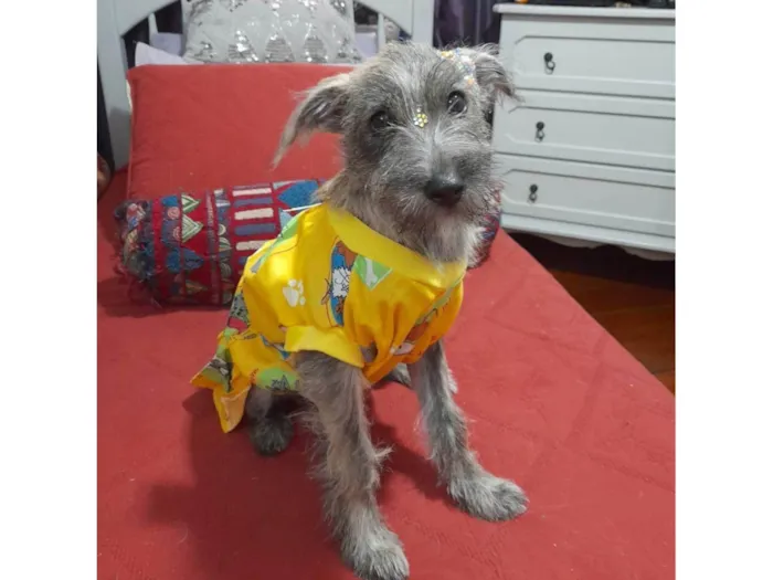 Cachorro ra a SRD-ViraLata idade 2 a 6 meses nome Polly