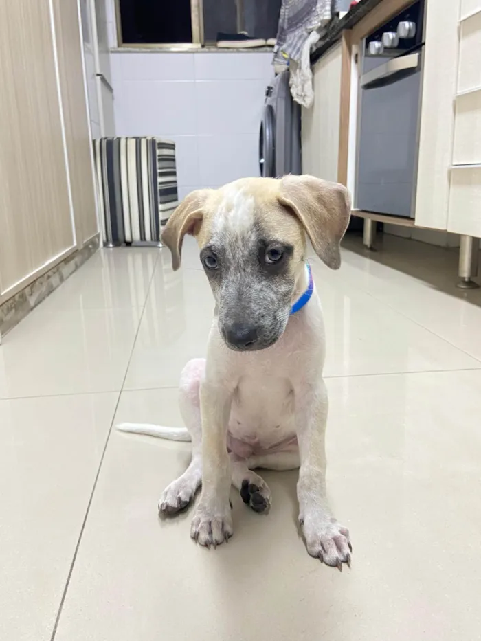 Cachorro ra a SRD-ViraLata idade 2 a 6 meses nome Cookie