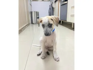 Cachorro raça SRD-ViraLata idade 2 a 6 meses nome Cookie