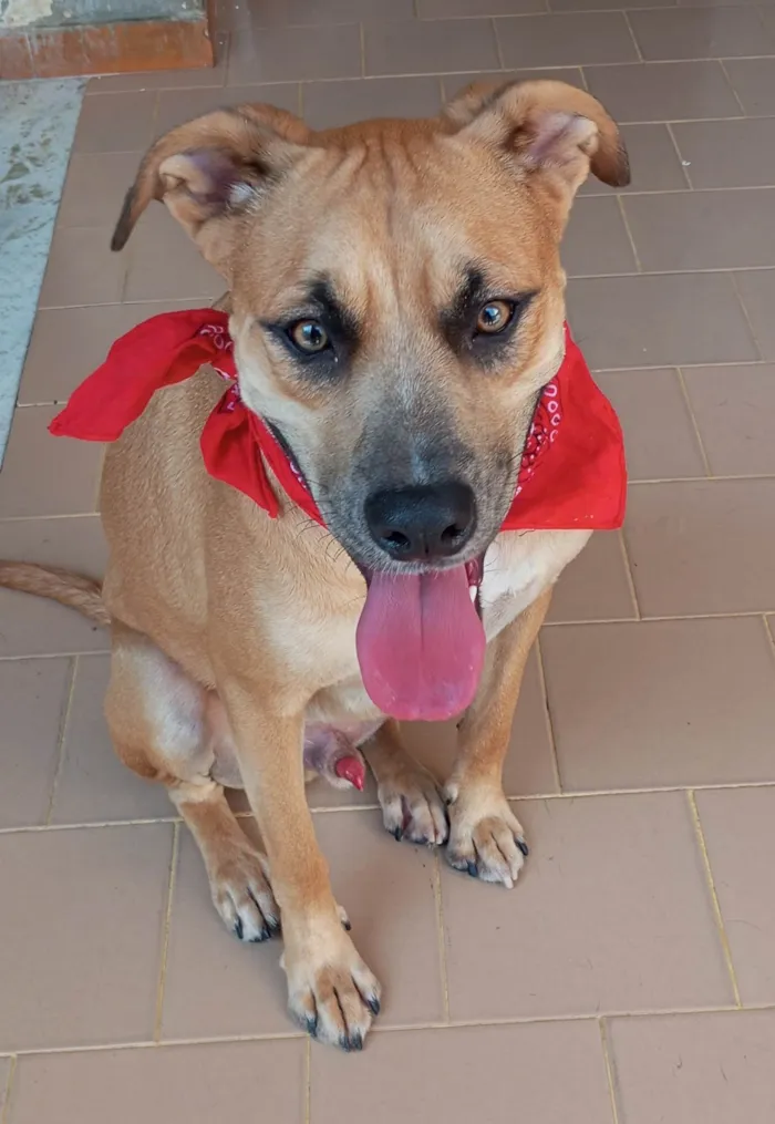 Cachorro ra a SRD-ViraLata idade 1 ano nome Gael 