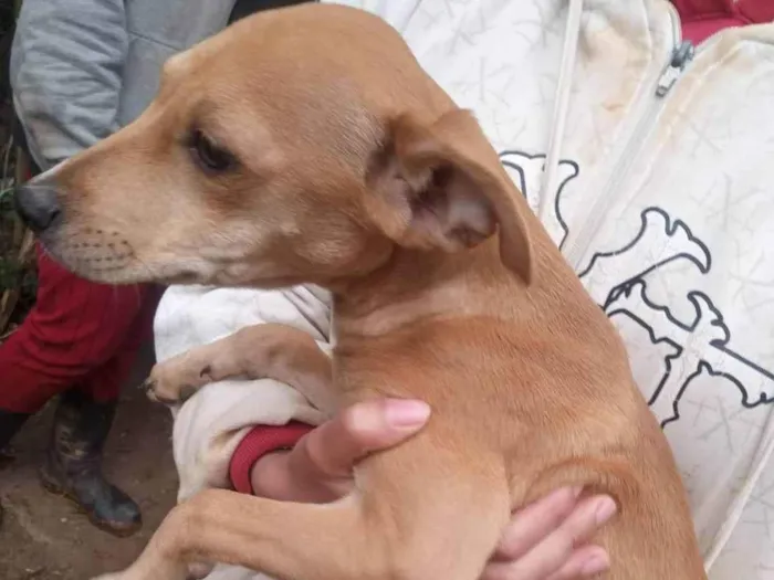 Cachorro ra a SRD-ViraLata idade 2 a 6 meses nome Mel