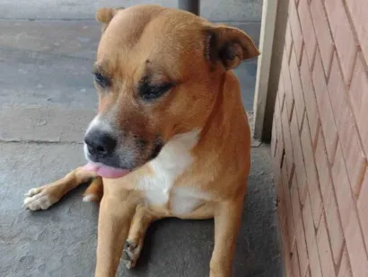 Cachorro raça SRD-ViraLata idade 3 anos nome Caramelo 