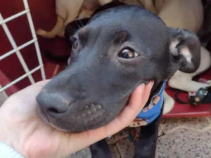 Cachorro raça SRD-ViraLata idade 2 a 6 meses nome Lua