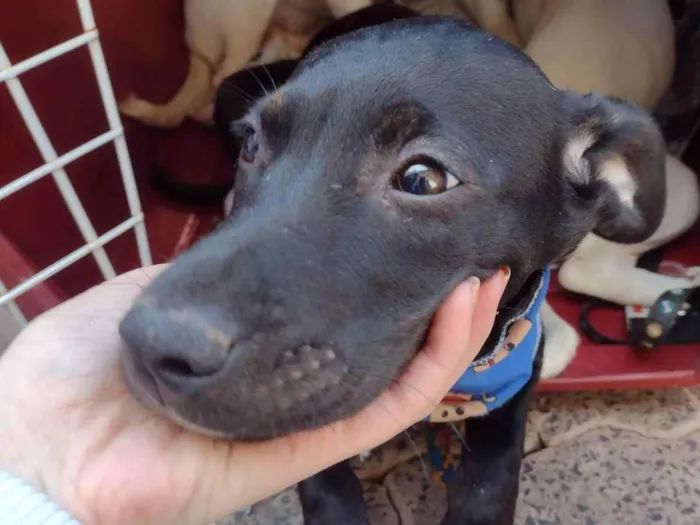 Cachorro ra a SRD-ViraLata idade 2 a 6 meses nome Lua