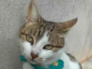 Gato raça SRD-ViraLata idade 2 anos nome Íris