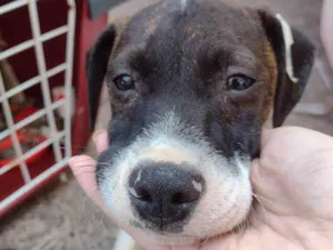 Cachorro raça SRD-ViraLata idade 2 a 6 meses nome Mascara